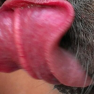Pacco TEST Essiccati e Masticativi